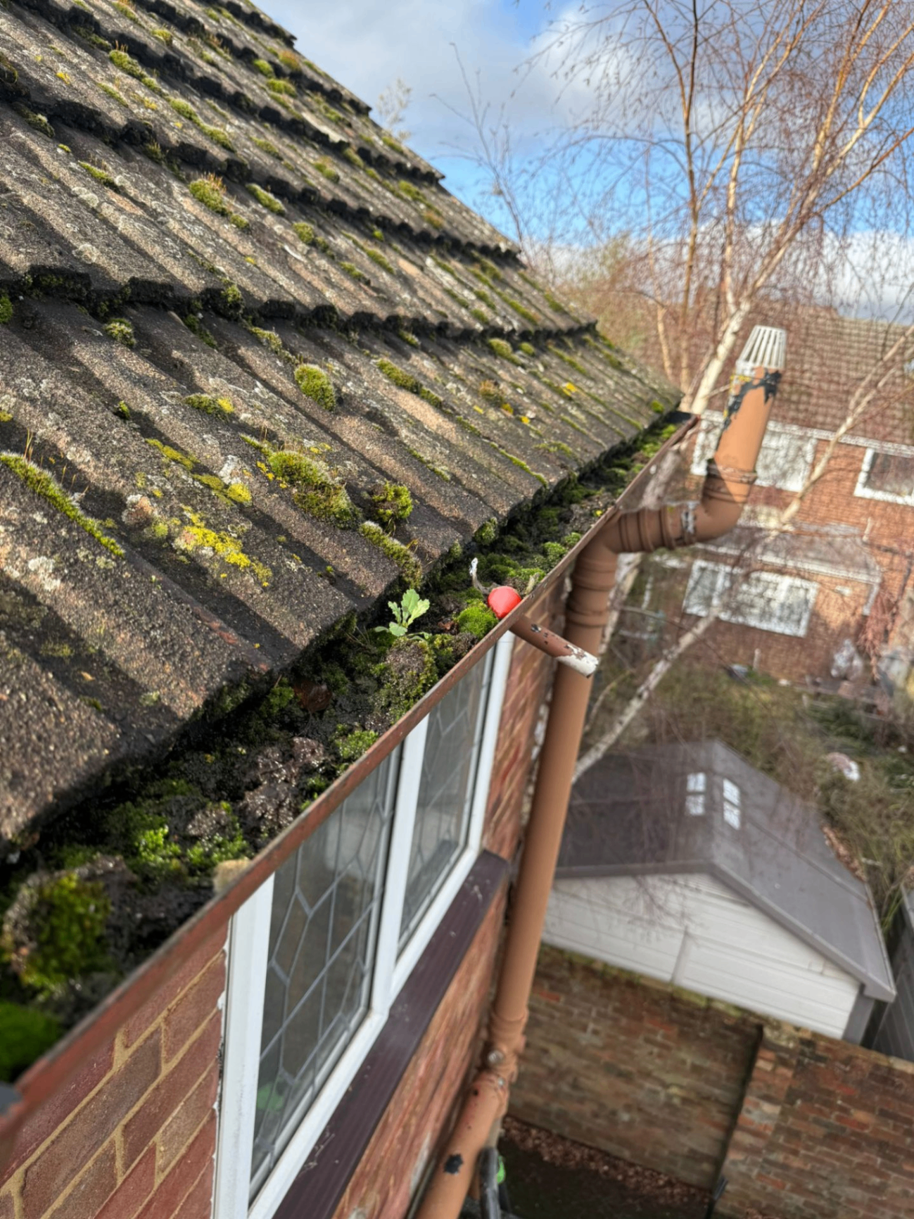Roof edge and gutter line with heavy moss buildup before cleaning